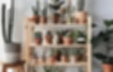 Kaktus Bikin Foto Interior Kian Cantik, Tapi Feng Shui Sebut 3 Bahaya Ini Jika Simpan Tanaman Berduri di Dalam Rumah