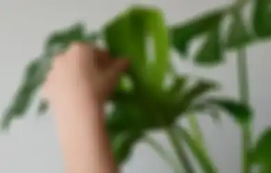 Ketahui Natur 5 Hama yang Paling Umum Ditemukan di Tanaman Rumah Berikut dan Basmi Mereka!