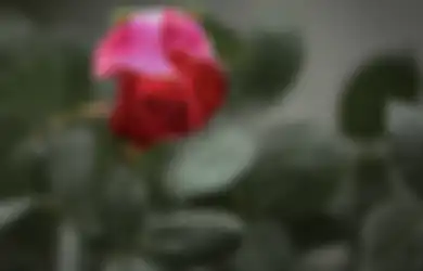 5 Rekomendasi Lagu Metal 'Romantis' Bertema Bunga Mawar Pilihan HAI!