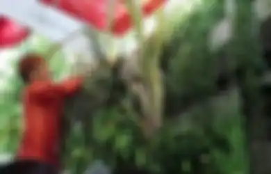 Sejarah dan Makna Bleketepe yang Dipasang Jokowi Jelang Pernikahan Kaesang-Erina, Tanda Dimulainya Hajat Sang Presiden