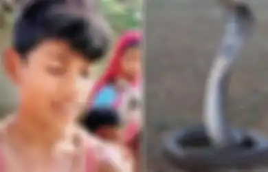 VIRAL Bocah Laki-laki yang  Balas Gigitan Ular Kobra Malah Selamat, Ternyata Ini Alasannya