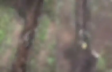 Aksi Gila Pasukan Rusia dengan Santainya Tiduran Sambil Tangkap Bom Aktif dari Drone Ukraina, Videonya Viral Buat Geger Banyak Orang