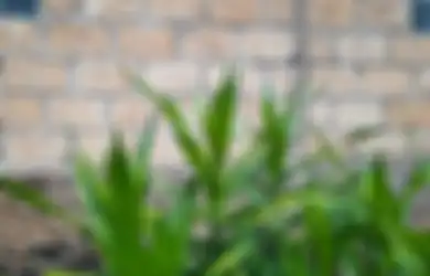 Tips Kesehatan Olah Daun Suji untuk Obat Kolesterol, Mudah dan Murah!