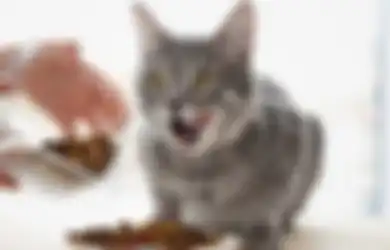 Aneka Tips Hari Ini, Gampang-gampang Susah untuk Dihilangkan, Ini Cara Menghilangkan Bau Urine Kucing pada Pakaian