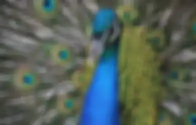 Merak Termasuk Jenis Burung,  Benarkah Bisa Terbang Seperti yang Lain?