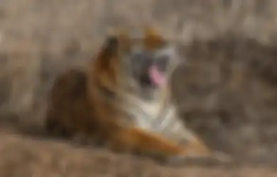 Seumur Hidup di Bawah Naungan Lintang Bagong, Weton Ini Disebut-sebut Disukai Jin Khodam Macan Gunung Semeru