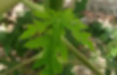 Tips Kesehatan, Baru Tahu Kalau Daun Pepaya Ampuh Turunkan Tekanan Darah Tinggi, Begini Resepnya