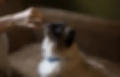 Jadi Pertanda Buruk, Inilah Arti Mitos Kucing Mati di Sekitar Rumah