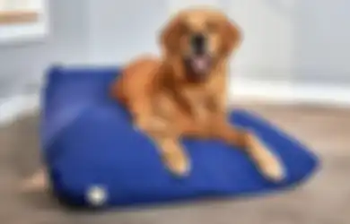 Pastikan untuk Menyediakan Tempat Tidur untuk Anjing Peliharaan Anda, Jika Tidak Ini Akibatnya!