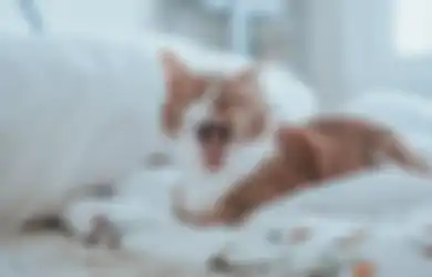 Enggak Cuma karena Ngantuk, Ini 5 Alasan Kucing Suka Menguap! 