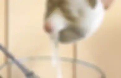 Percuma Dibeli, 15 Alat Dapur Ini Bikin Foto Tampilan Area Masak Aesthetic, Tapi Gak Ada Manfaatnya