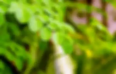 Ngapain Pakai Obat Pelangsing, Mending Turunkan Berat Badan dengan Manfaatkan Daun Kelor