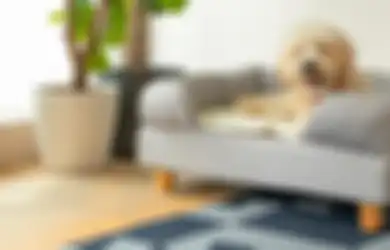 Dijamin Nyaman, Ini Trik Sebelum Membeli Tempat Tidur untuk Anjing Peliharaan, Jangan Menyesal Usai Membeli