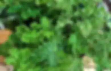 8 Foto Estetik Tanaman yang Wajib Ada di Rumah, Manfaatnya Tak Terduga