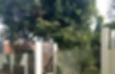 5 Tanaman Hias Ini Bawa Sial Jika Ditanam di Depan Rumah, Lihat Foto Penampakannya