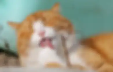 Aneka Tips, Wajib Tahu! Ini Manfaat Minyak Ikan bagi Kucing dan Anjing Kesayangan Anda