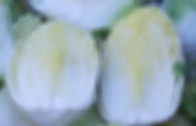 Tips Kesehatan Tumpas Tekanan Darah Tinggi dengann Sawi Putih, Begini Cara Konsumsinya
