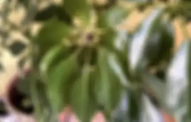 Apa Kelebihan Kamera HP iPhone 12 Pro Max? Foto Hasilnya Ungkap Kelemahan Ini