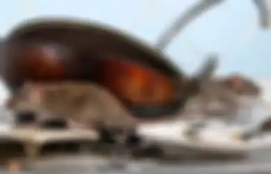 WASPADA Tikus Bawa Malapetaka Bagi Seisi Rumah, Cegah dengan Sederet Cara Ampuh Ini