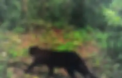 Jin Khodam Macan Gunung Semeru Takluk Pada Manusia yang Memiliki 3 Weton Ini, Sulit Diatur Tapi Pesonanya Tak Tertandingi