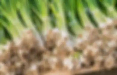 Mertua Jadi Kegirangan, Ternyata Begini Cara Menanam Daun Bawang Agar Tumbuh Lebat, Enggak Perlu Tanah?