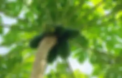 Meski Rasanya Sangat Pahit, Daun Pepaya Miliki Segundang Manfaat Buat Penderita Asam Lambung, Ini Penjelasannya