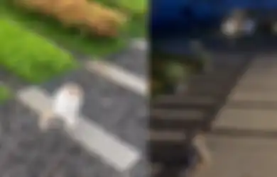 Anabul Misterius Penjaga Makam Almarhum Emmeril Kahn Mumtadz yang Siaga dari Pagi hingga Malam, Ridwan Kamil: Jagain Eril ya