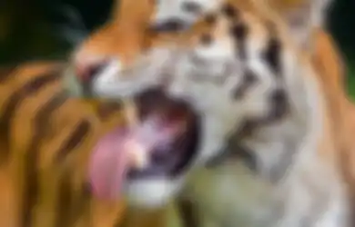 Mudah Marah Tapi Rajin Bekerja, Pemilik Weton Satu Ini Jadi Manusia Favorit Jin Khodam Macan dengan Kesaktian Tinggi