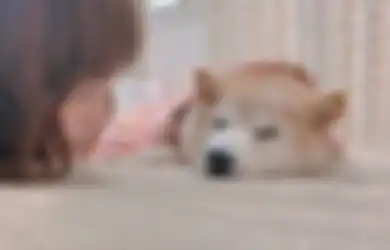 Kabosu, Anjing Shiba Inu Dibalik Dogecoin dan Meme 'Doge' Kena Penyakit Kanker Liver dan Leukimia