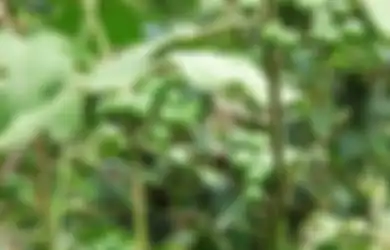 Kebun dan Hutan Jadi Habitatnya, Tanaman yang Tumbuh Liar Ini Ternyata Ampuh Atasi Gejala Asam Lambung