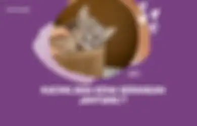 Kucing Bisa Kena Serangan Jantung Seperti Manusia! Ini Penjelasannya