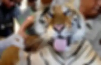 Weton yang Dijaga Khodam Harimau, Siapa Saja Sosok-sosoknya?