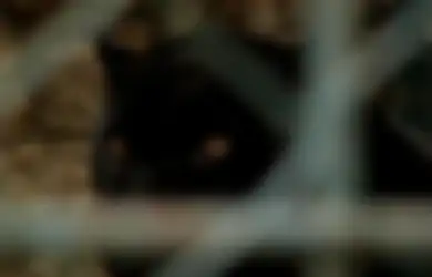 6 Ciri-ciri Manusia yang Didampingi oleh Khodam Harimau Kumbang, Mata Batinnya Tajam Sangat Sensitif