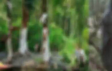 Kisah Kelam Hutan Aokigahara: Misteri Orang-orang Jepang 'Terhipnotis' untuk Bunuh Diri