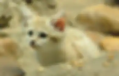 5 Alasan Kucing Memberontak Saat Dimandikan, Ternyata Ini Fakta yang Tak Banyak Diketahui Pemiliknya
