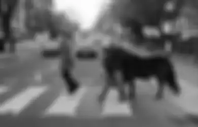 Cerita Paul McCartney yang Hampir Ketabrak Pas Syuting di Zebra Cross Abbey Road!