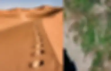 Bikin Takjub, Mendadak Padang Gurun di Arab Saudi Mulai Menghijau dan Ditumbuhi Tanaman, Ternyata Ini Penyebabnya