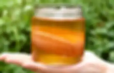 Tahukah Kamu, Ternyata Ini 7 Manfaat Minum Kombucha Untuk Tubuh