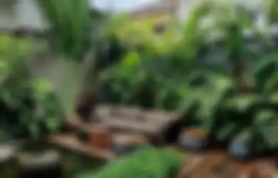 Feng Shui: Taman Tropis Menghadap Selatan Tidak Dianjurkan, Ini Solusinya