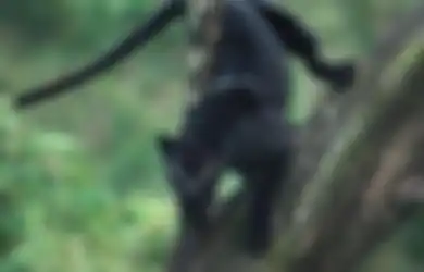 6 Ciri-ciri Manusia yang Dijaga Khodam Harimau Kumbang, Salah Satunya Punya Wawasan yang Luas