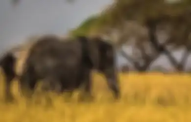 Bisakah Gading Gajah dan Cula Badak Tumbuh Lagi Setelah Dipotong? Ini Jawabannya