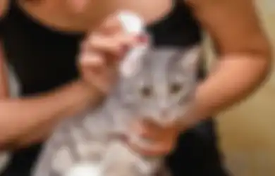 5 Cara Membersihkan Telinga Kucing Biar Enggak Jadi Sarang Tungau