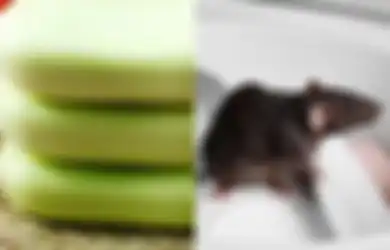 Cara Mengusir Tikus dengan Gunakan Satu Bahan Saja, Auto Kabur