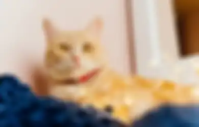Kucing Disebut Bisa Melihat dalam Gelap, Fakta atau Mitos Semata?