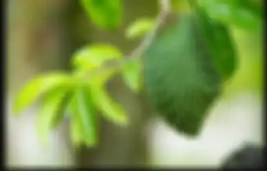 Coba Minum Air Rebusan Daun Sirsak, Khasiatnya Mantap Buat #PowerUpRamadan!