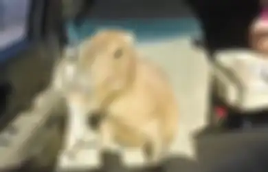 Kenapa Capybara Viral di Internet dan Jadi Meme 'Masbro'?