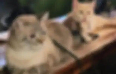 Nggak Cuma Manusia, Kucing Juga Suka Makanan Gurih Alami