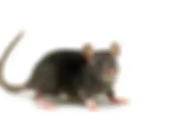 Mengenal Pat Si Tikus Pasifik Tertua di Dunia, Segini Usianya!