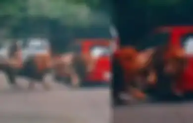 Mobil Penyok Diseruduk Singa di Taman Safari, Pemilik Tak Sudi Damai dengan si Raja Hutan: Salaman Aja Gak Mau!
