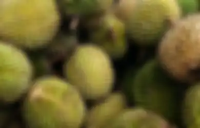 Penggila Durian Wajib Tahu, Begini Ciri-ciri Buah Durian yang Siap Dipanen, Buruan Catat!